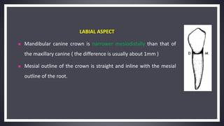 LABIAL ASPECT
 Mandibular canine crown is narrower mesiodistally than that of
the maxillary canine ( the difference is usually about 1mm )
 Mesial outline of the crown is straight and inline with the mesial
outline of the root.
 