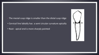Mandibular Canine | PPTX