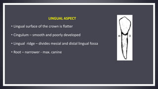 LINGUAL ASPECT
• Lingual surface of the crown is flatter
• Cingulum – smooth and poorly developed
• Lingual ridge – divides mesial and distal lingual fossa
• Root – narrower - max. canine
 
