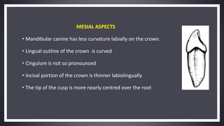 MESIAL ASPECTS
• Mandibular canine has less curvature labially on the crown.
• Lingual outline of the crown is curved
• Cingulum is not so pronounced
• Incisal portion of the crown is thinner labiolingually
• The tip of the cusp is more nearly centred over the root
 