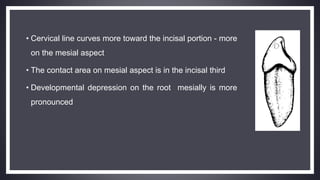 • Cervical line curves more toward the incisal portion - more
on the mesial aspect
• The contact area on mesial aspect is in the incisal third
• Developmental depression on the root mesially is more
pronounced
 