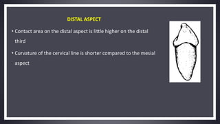 DISTAL ASPECT
• Contact area on the distal aspect is little higher on the distal
third
• Curvature of the cervical line is shorter compared to the mesial
aspect
 
