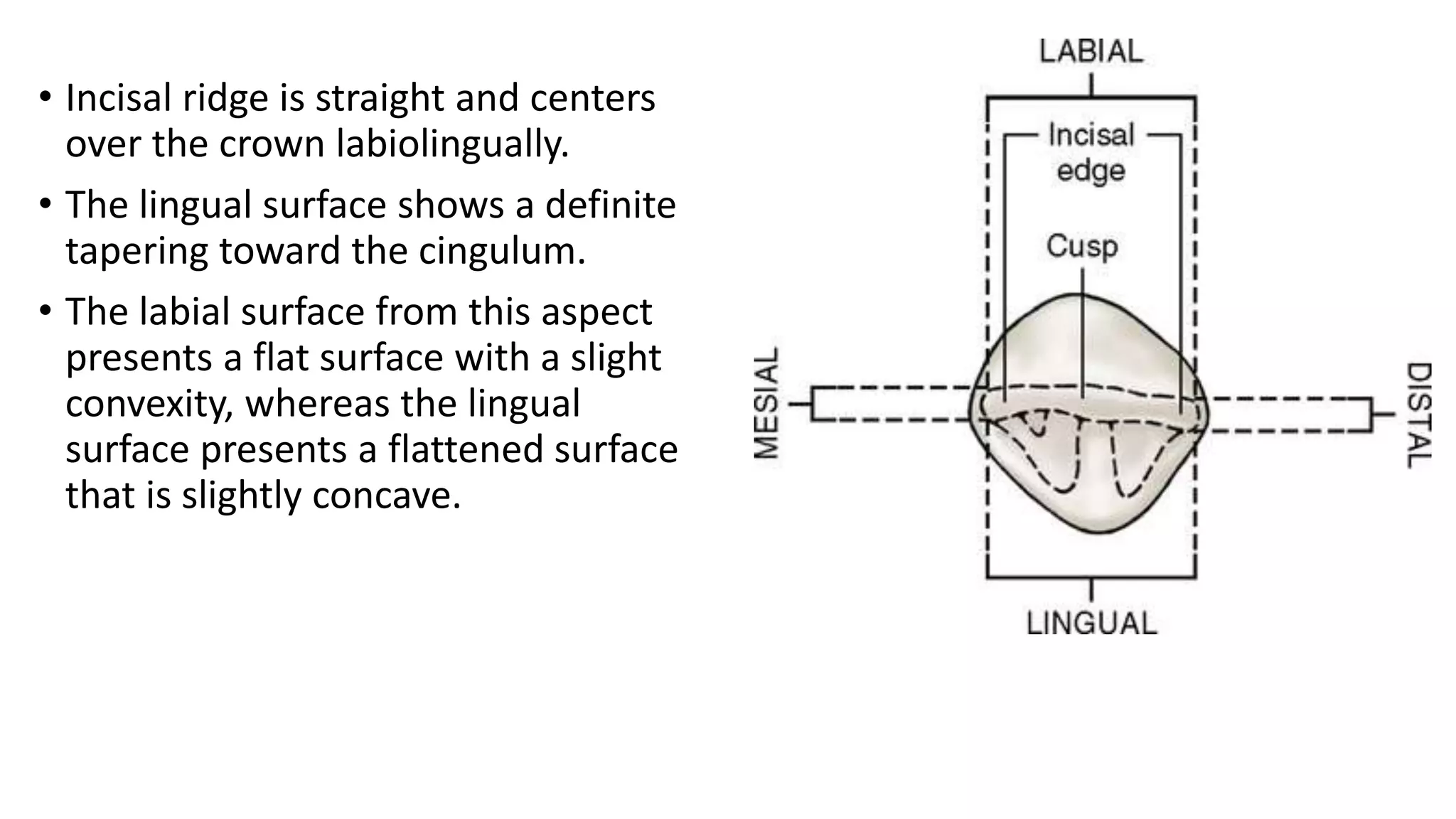 Mandibular canine | PPTX