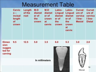Measurement Table
Cervic
o –
incisal
length
of
crown
Length
of the
root
M-D
diamet
er of
the
crown
M-D
diamet
er of
crown
at
cervix
Labio-
Lingual
diamet
er of
the
crown
Labio-
Lingual
diamet
er of
the
crown
at
cervix
Curvat
ure of
cervica
l line-
Mesial
Curvat
ure of
cervica
l line-
Distal
Dimen
sion
sugges
ted for
carving
9.5 12.5 5.0 3.5 6.0 5.3 3.0 2.0
In millimeters
14
 