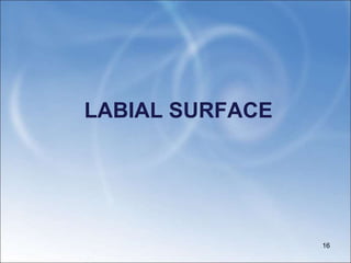 LABIAL SURFACE
16
 