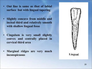 • Out line is same as that of labial
surface but with lingual tapering
• Slightly concave from middle and
incisal third and relatively smooth
with shallow lingual fosse
• Cingulum is very small slightly
convex and centrally placed in
cervical third area
• Marginal ridges are very much
inconspicuous
20
 