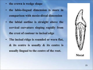 • the crown is wedge shape
• the labio-lingual dimension is more in
comparison with mesio-distal dimension
• the labial outline is straight above the
cervical curvature sloping rapidly from
the crest of contour to incisal edge
• The incisal ridge is rounded or worn flat,
& its centre is usually & its centre is
usually lingual to the centre of the root.
23
 