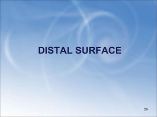 DISTAL SURFACE
26
 
