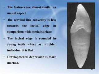 • The features are almost similar as
mesial aspect
• the cervical line convexity is less
towards the incisal edge in
comparison with mesial surface
• The incisal edge is rounded in
young teeth where as in older
individual it is flat
• Developmental depression is more
marked.
27
 