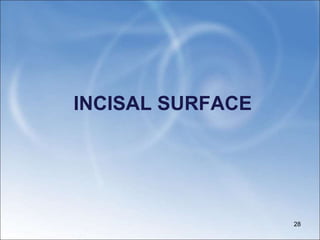 INCISAL SURFACE
28
 