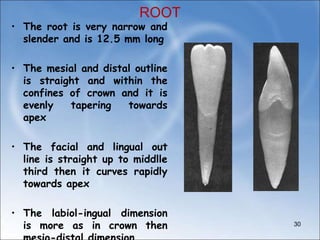 ROOT
• The root is very narrow and
slender and is 12.5 mm long
• The mesial and distal outline
is straight and within the
confines of crown and it is
evenly tapering towards
apex
• The facial and lingual out
line is straight up to middlle
third then it curves rapidly
towards apex
• The labiol-ingual dimension
is more as in crown then 30
 