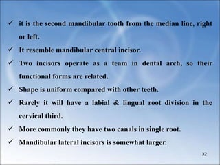  it is the second mandibular tooth from the median line, right
or left.
 It resemble mandibular central incisor.
 Two incisors operate as a team in dental arch, so their
functional forms are related.
 Shape is uniform compared with other teeth.
 Rarely it will have a labial & lingual root division in the
cervical third.
 More commonly they have two canals in single root.
 Mandibular lateral incisors is somewhat larger.
32
 