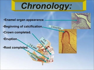 •Enamel organ appearance.
•Beginning of calcification.
•Crown completed.
•Eruption.
•Root completed.
Chronology:
 