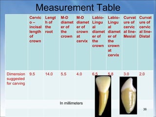 Measurement Table
Cervic
o –
incisal
length
of
crown
Lengt
h of
the
root
M-D
diamet
er of
the
crown
M-D
diamet
er of
crown
at
cervix
Labio-
Lingu
al
diamet
er of
the
crown
Labio-
Lingu
al
diamet
er of
the
crown
at
cervix
Curvat
ure of
cervic
al line-
Mesial
Curvat
ure of
cervic
al line-
Distal
Dimension
suggested
for carving
9.5 14.0 5.5 4.0 6.5 5.8 3.0 2.0
In millimeters
36
 