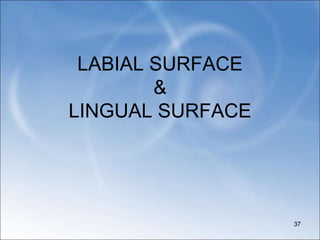 LABIAL SURFACE
&
LINGUAL SURFACE
37
 