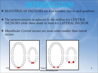 1/11/2024 Free Template from
www.brainybetty.com
4
INTRODUCTION
 MANDIBULAR INCISORS are 4 in number, two in each quadrant.
 The incisors present in adjacent to the midline k/a CENTRAL
INCISORS while those distal to them k/a LATERAL INCISOR.
 Mandibular Central incisor are some what smaller than lateral
incisor.
 