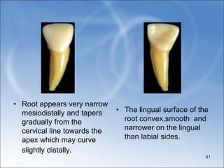• Root appears very narrow
mesiodistally and tapers
gradually from the
cervical line towards the
apex which may curve
slightly distally.
• The lingual surface of the
root convex,smooth and
narrower on the lingual
than labial sides.
41
 