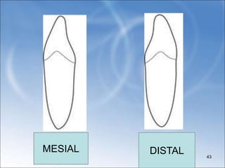 MESIAL DISTAL 43
 