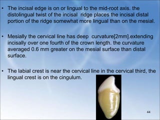 • The incisal edge is on or lingual to the mid-root axis. the
distolingual twist of the incisal ridge places the incisal distal
portion of the ridge somewhat more lingual than on the mesial.
• Mesially the cervical line has deep curvature[2mm].extending
incisally over one fourth of the crown length. the curvature
averaged 0.6 mm greater on the mesial surface than distal
surface.
• The labial crest is near the cervical line in the cervical third, the
lingual crest is on the cingulum.
44
 