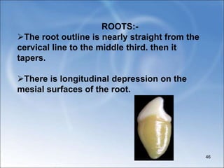 ROOTS:-
The root outline is nearly straight from the
cervical line to the middle third. then it
tapers.
There is longitudinal depression on the
mesial surfaces of the root.
46
 