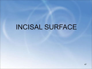 INCISAL SURFACE
47
 