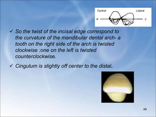  So the twist of the incisal edge correspond to
the curvature of the mandibular dental arch- a
tooth on the right side of the arch is twisted
clockwise :one on the left is twisted
counterclockwise.
 Cingulum is slightly off center to the distal.
49
 