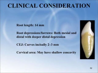CLINICAL CONSIDERATION
52
Root length: 14 mm
Root depressions/furrows: Both mesial and
distal with deeper distal depression
CEJ: Curves incisally 2–3 mm
Cervical area: May have shallow concavity
 