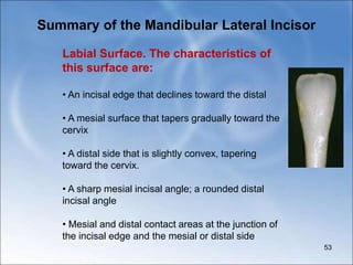 Summary of the Mandibular Lateral Incisor
53
Labial Surface. The characteristics of
this surface are:
• An incisal edge that declines toward the distal
• A mesial surface that tapers gradually toward the
cervix
• A distal side that is slightly convex, tapering
toward the cervix.
• A sharp mesial incisal angle; a rounded distal
incisal angle
• Mesial and distal contact areas at the junction of
the incisal edge and the mesial or distal side
 