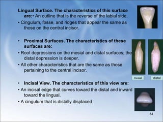 Lingual Surface. The characteristics of this surface
are:• An outline that is the reverse of the labial side.
• Cingulum, fosse, and ridges that appear the same as
those on the central incisor.
• Proximal Surfaces. The characteristics of these
surfaces are:
• Root depressions on the mesial and distal surfaces; the
distal depression is deeper.
• All other characteristics that are the same as those
pertaining to the central incisor.
• Incisal View. The characteristics of this view are:
• An incisal edge that curves toward the distal and inward
toward the lingual.
• A cingulum that is distally displaced
54
mesial distal
 
