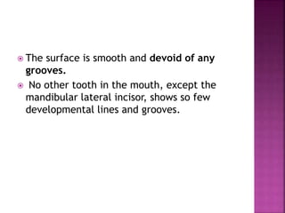  The surface is smooth and devoid of any
grooves.
 No other tooth in the mouth, except the
mandibular lateral incisor, shows so few
developmental lines and grooves.
 