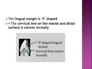  The lingual margin is ‘S’ shaped
 The cervical line on the mesial and distal
surface is convex incisally
 