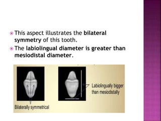  This aspect illustrates the bilateral
symmetry of this tooth.
 The labiolingual diameter is greater than
mesiodistal diameter.
 