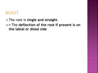  The root is single and straight.
 The deflection of the root if present is on
the labial or distal side
 