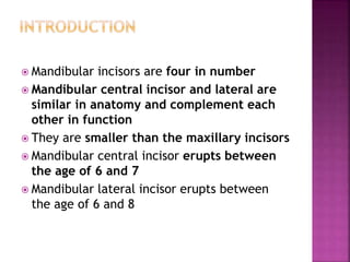  Mandibular incisors are four in number
 Mandibular central incisor and lateral are
similar in anatomy and complement each
other in function
 They are smaller than the maxillary incisors
 Mandibular central incisor erupts between
the age of 6 and 7
 Mandibular lateral incisor erupts between
the age of 6 and 8
 