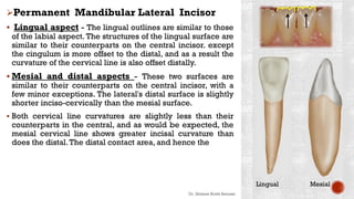 Permanent Mandibular Lateral Incisor
 Lingual aspect - The lingual outlines are similar to those
of the labial aspect. The structures of the lingual surface are
similar to their counterparts on the central incisor. except
the cingulum is more offset to the distal, and as a result the
curvature of the cervical line is also offset distally.
 Mesial and distal aspects - These two surfaces are
similar to their counterparts on the central incisor, with a
few minor exceptions. The lateral's distal surface is slightly
shorter inciso-cervically than the mesial surface.
 Both cervical line curvatures are slightly less than their
counterparts in the central, and as would be expected, the
mesial cervical line shows greater incisal curvature than
does the distal.The distal contact area, and hence the
Dr. Ibtisam Briek Senussi
Lingual Mesial
 