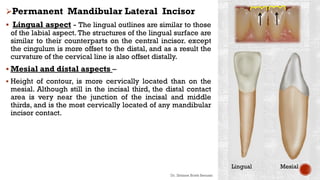 Permanent Mandibular Lateral Incisor
 Lingual aspect - The lingual outlines are similar to those
of the labial aspect. The structures of the lingual surface are
similar to their counterparts on the central incisor. except
the cingulum is more offset to the distal, and as a result the
curvature of the cervical line is also offset distally.
 Mesial and distal aspects –
 Height of contour, is more cervically located than on the
mesial. Although still in the incisal third, the distal contact
area is very near the junction of the incisal and middle
thirds, and is the most cervically located of any mandibular
incisor contact.
Dr. Ibtisam Briek Senussi
Lingual Mesial
 