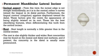 Permanent Mandibular Lateral Incisor
 Incisal aspect - From this view, the incisal edge is not
straight mesiodistally, as it is in the central; rather it curves
toward the lingual in its distal portion. Furthermore, the
lingual contour (cingulum) appears displaced toward the
distal. These factors give the crown the appearance of
being slightly twisted on its root. These are the best
identifying features, when differentiating this tooth from
the central incisor.
 Root - Root length is normally a little greater than in the
central incisor.
 The root is also slightly thicker and wider. Root concavities
may be found on the mesial and distal root surfaces, and if
present, the concavity in the distal is usually more
pronounced.
Dr. Ibtisam Briek Senussi
 
