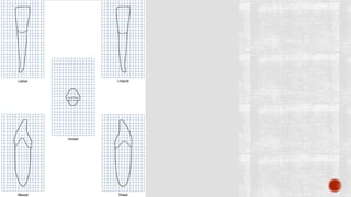 The mandibular incisors 
