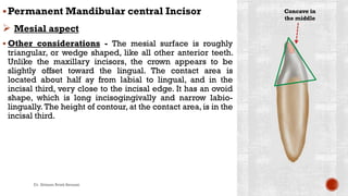 Permanent Mandibular central Incisor
 Mesial aspect
 Other considerations - The mesial surface is roughly
triangular, or wedge shaped, like all other anterior teeth.
Unlike the maxillary incisors, the crown appears to be
slightly offset toward the lingual. The contact area is
located about half ay from labial to lingual, and in the
incisal third, very close to the incisal edge. It has an ovoid
shape, which is long incisogingivally and narrow labio-
lingually. The height of contour, at the contact area, is in the
incisal third.
Concave in
the middle
Dr. Ibtisam Briek Senussi
 