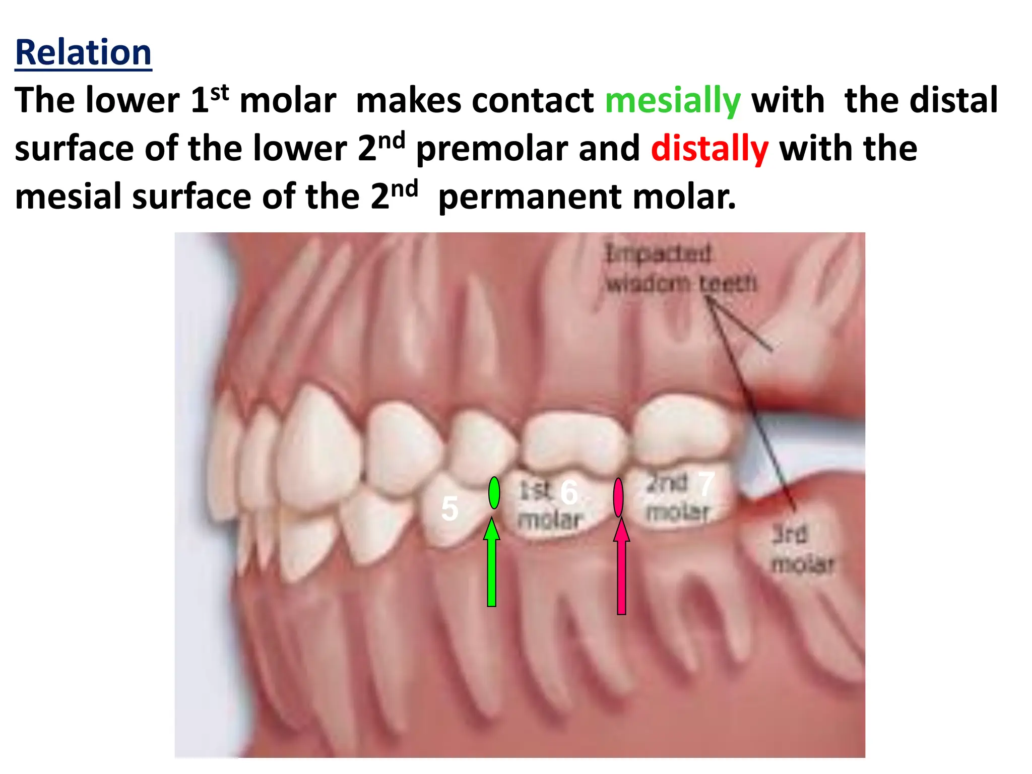 MANDIBULAR First Molars 1 1 1 pdf MANDIBULAR First Molars 1 1 1 pdf