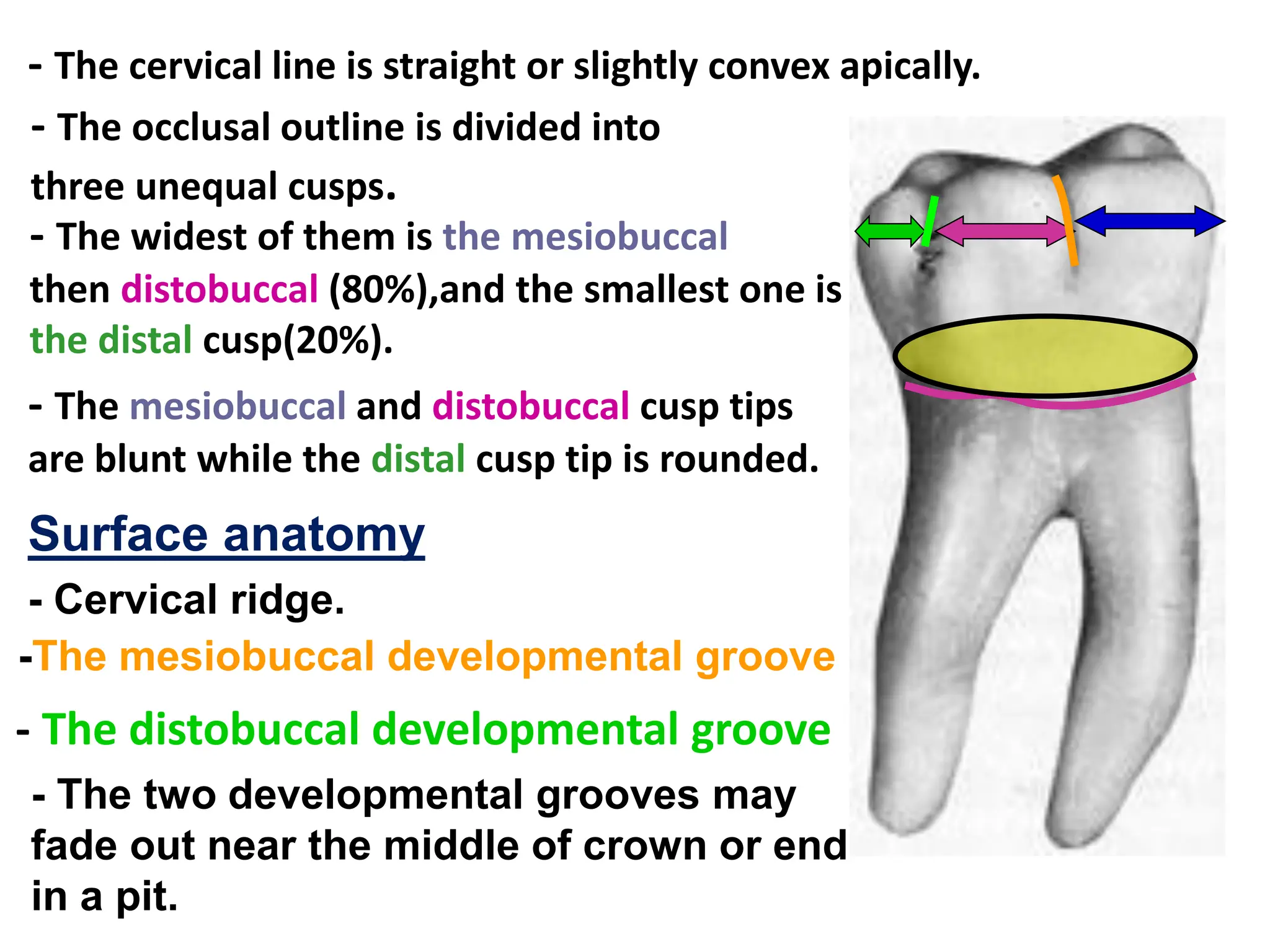 MANDIBULAR first molars. (1) (1) (1).pdf