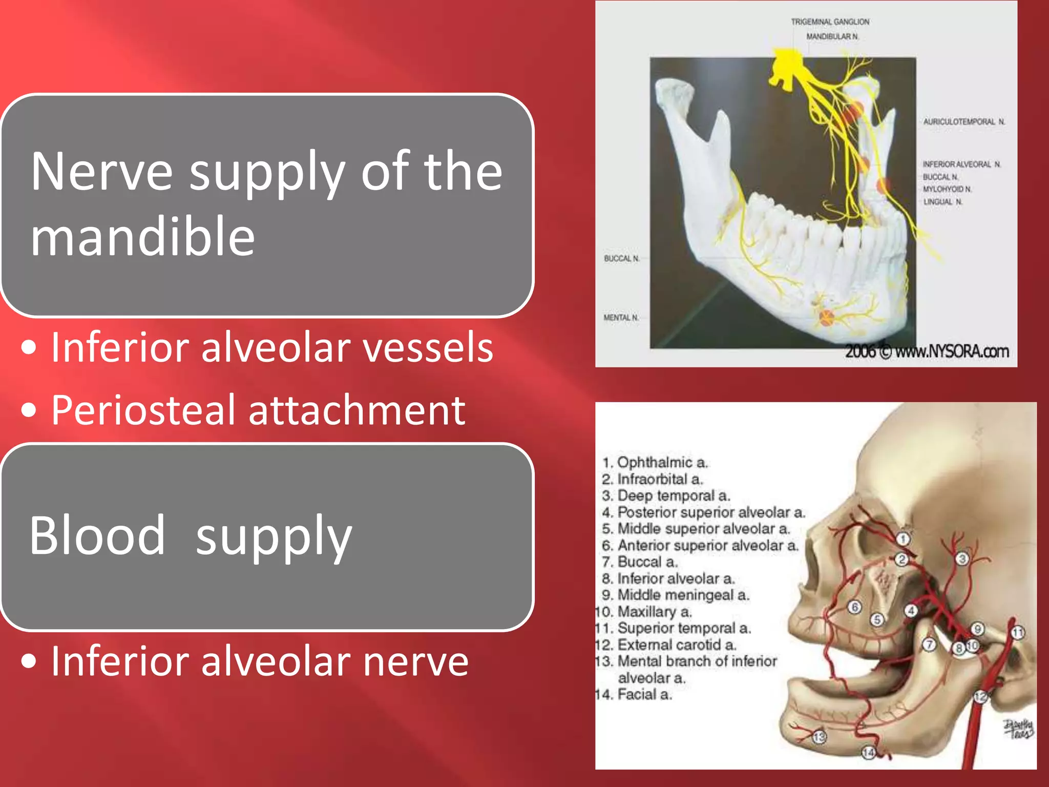 Nerve supply of the
mandible
• Inferior alveolar vessels
• Periosteal attachment
Blood supply
• Inferior alveolar nerve
 