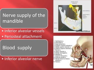 Nerve supply of the
mandible
• Inferior alveolar vessels
• Periosteal attachment
Blood supply
• Inferior alveolar nerve
 