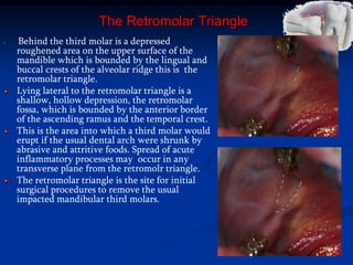 The Retromolar Triangle
Behind the third molar is a depressed
roughened area on the upper surface of the
mandible which is bounded by the lingual and
buccal crests of the alveolar ridge this is the
retromolar triangle.
Lying lateral to the retromolar triangle is a
shallow, hollow depression, the retromolar
fossa, which is bounded by the anterior border
of the ascending ramus and the temporal crest.
This is the area into which a third molar would
erupt if the usual dental arch were shrunk by
abrasive and attritive foods. Spread of acute
inflammatory processes may occur in any
transverse plane from the retromolr triangle.
The retromolar triangle is the site for initial
surgical procedures to remove the usual
impacted mandibular third molars.
 