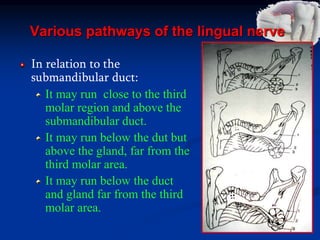 Various pathways of the lingual nerve
In relation to the
submandibular duct:
It may run close to the third
molar region and above the
submandibular duct.
It may run below the dut but
above the gland, far from the
third molar area.
It may run below the duct
and gland far from the third
molar area.
 