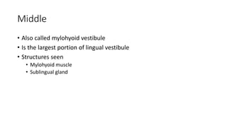 Middle
• Also called mylohyoid vestibule
• Is the largest portion of lingual vestibule
• Structures seen
• Mylohyoid muscle
• Sublingual gland
 