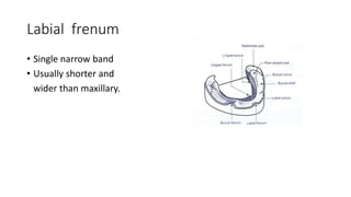 Labial frenum
• Single narrow band
• Usually shorter and
wider than maxillary.
 