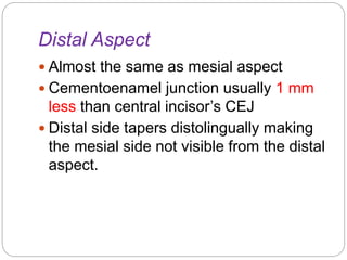 Distal Aspect 
 Almost the same as mesial aspect 
 Cementoenamel junction usually 1 mm 
less than central incisor’s CEJ 
 Distal side tapers distolingually making 
the mesial side not visible from the distal 
aspect. 
 