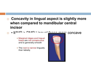  Concavity in lingual aspect is slightly more
when compared to mandibular central
incisor
 • MMR > DMR Lingual fossa more concave
 