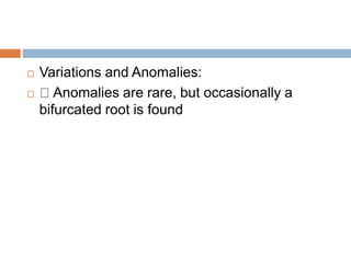  Variations and Anomalies:
 Anomalies are rare, but occasionally a
bifurcated root is found
 